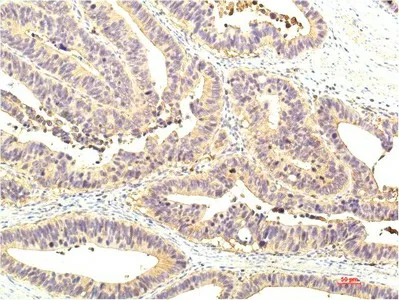 STAT1 Monoclonal Antibody - image 1