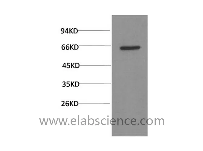 AKT1 Monoclonal Antibody - image 1