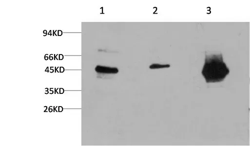 GSK3 beta Monoclonal Antibody - image 1
