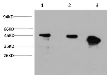 GSK3 beta Monoclonal Antibody - image 1
