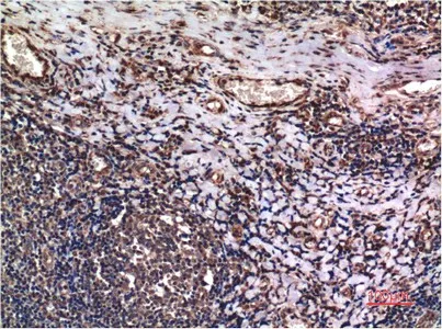 Cyclin B1 Monoclonal Antibody - image 1