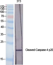 Cleaved-CASP4 p20 (Q81) Polyclonal Antibody - image 1