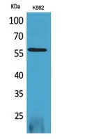 RUNX2 Polyclonal Antibody - image 1