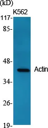 Actin Polyclonal Antibody - image 1