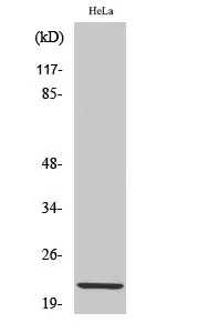 Claudin 1 Polyclonal Antibody - image 1