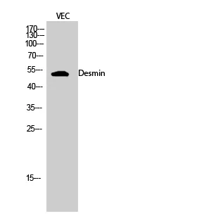Desmin Polyclonal Antibody - image 1
