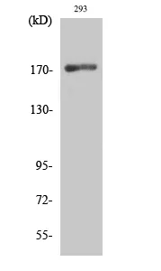 EGFR Polyclonal Antibody - image 1