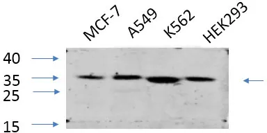 EIF2 alpha Polyclonal Antibody - image 1