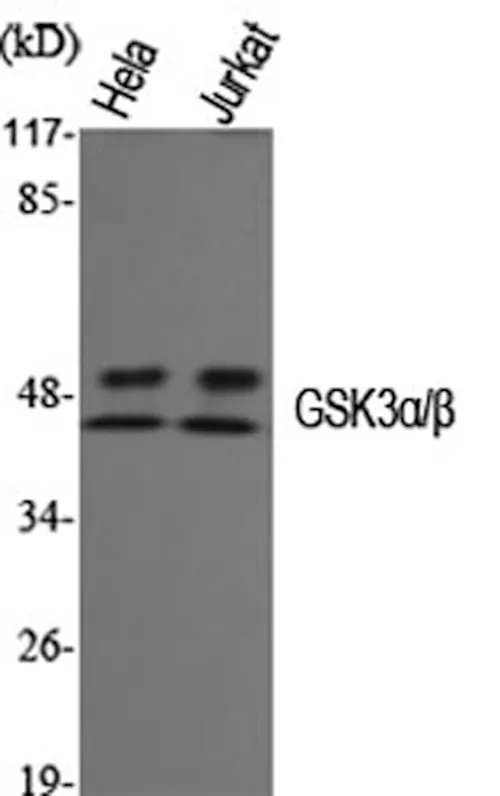 GSK3 alpha/beta Polyclonal Antibody - image 1