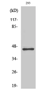 GSK3 beta Polyclonal Antibody - image 1