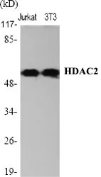HDAC2 Polyclonal Antibody - image 1