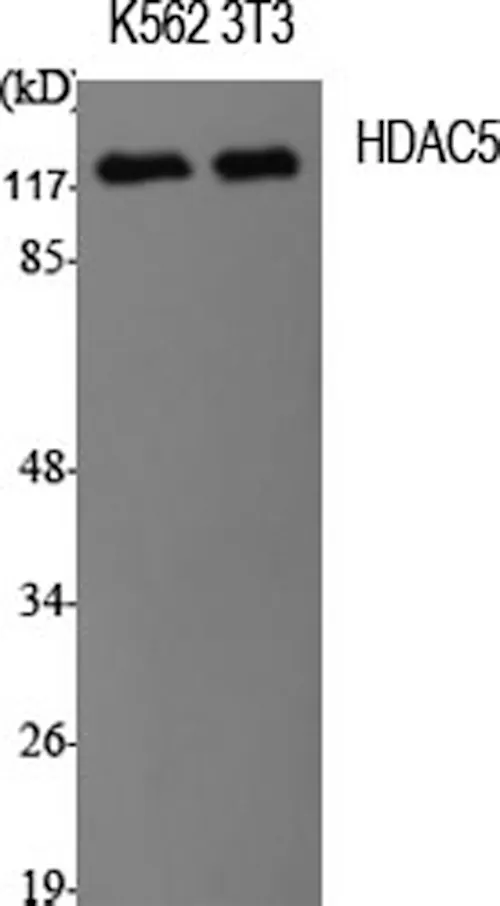 HDAC5 Polyclonal Antibody - image 1