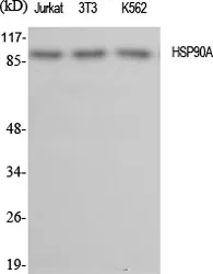 HSP90 alpha Polyclonal Antibody - image 1