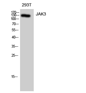 JAK3 Polyclonal Antibody - image 1