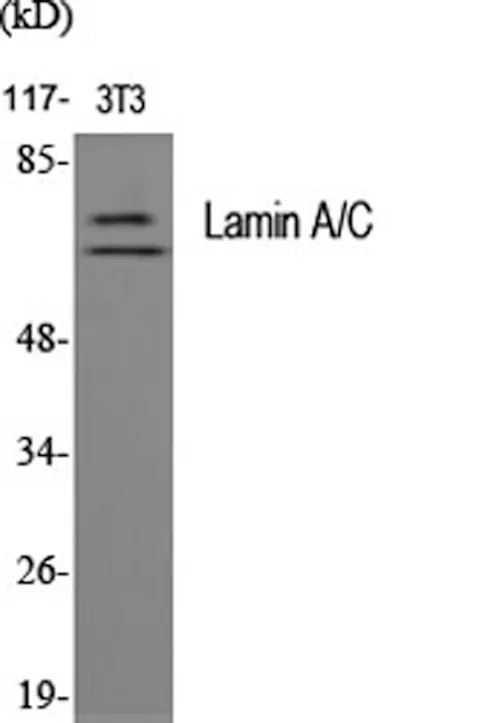 LMNA Polyclonal Antibody - image 1