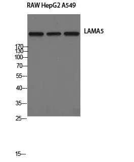 Laminin alpha5 Polyclonal Antibody - image 1