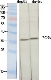 PCNA Polyclonal Antibody - image 1