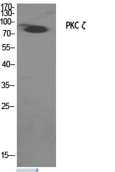PKC zeta Polyclonal Antibody - image 1