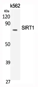 SIRT1 Polyclonal Antibody - image 1