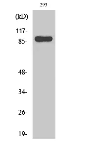 STAT1 Polyclonal Antibody - image 1