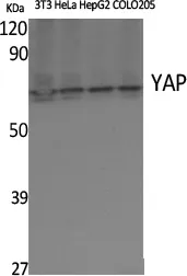 YAP1 Polyclonal Antibody - image 1