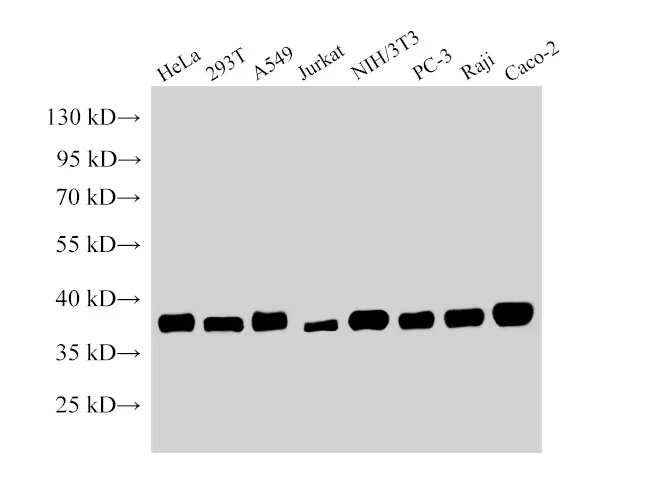 NPM1 Polyclonal Antibody - image 1