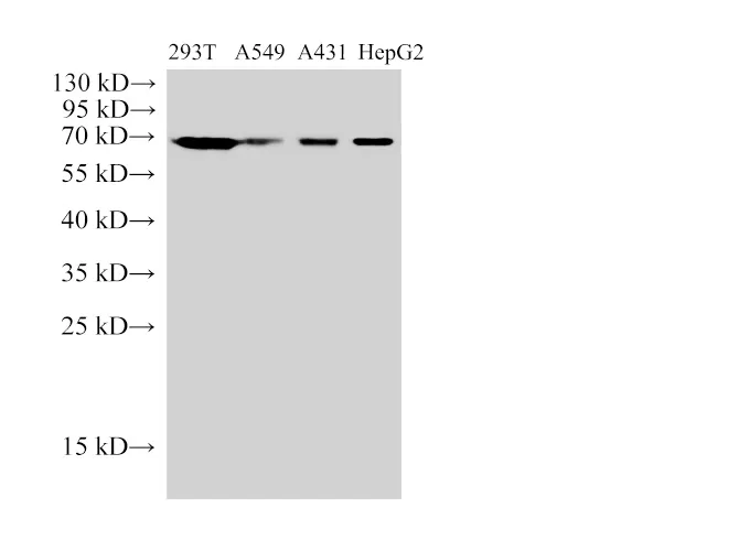 HSP70 Polyclonal Antibody - image 1
