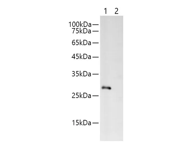 Myc-Tag Polyclonal Antibody - image 1