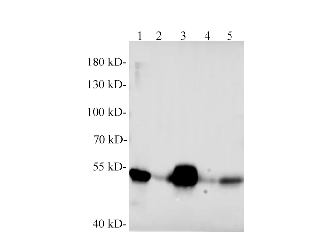 Desmin Polyclonal Antibody - image 1