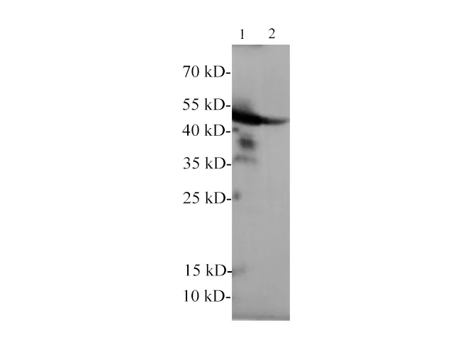 GFAP Polyclonal Antibody - image 1