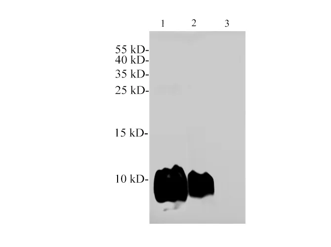 CXCL12/SDF1 Polyclonal Antibody - image 1