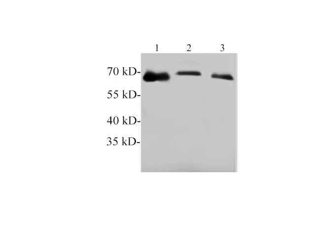 Tyrosine hydroxylase Polyclonal Antibody - image 1