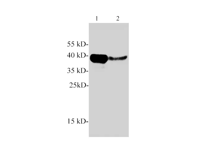 Arginase 1 Polyclonal Antibody - image 1