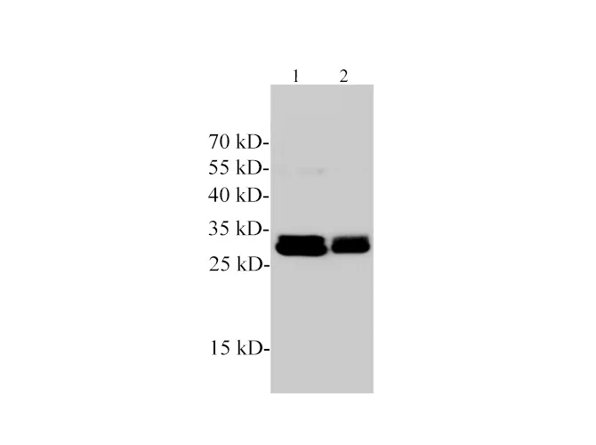 DnaseⅠPolyclonal Antibody - image 1