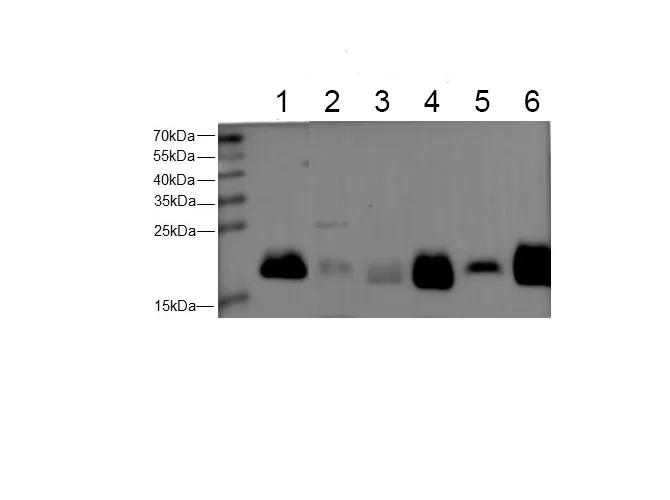 Ferritin Heavy Polyclonal Antibody - image 1