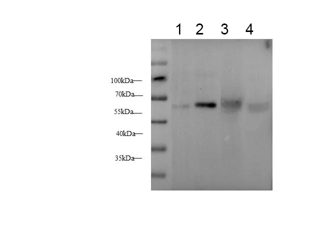 Serpin A1 Polyclonal Antibody - image 1