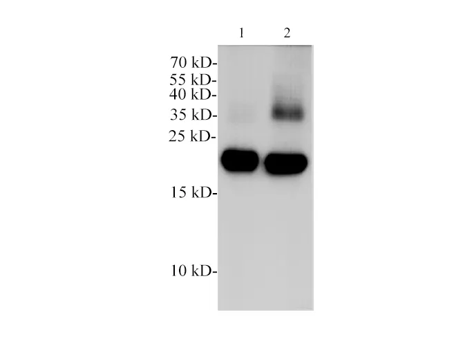 POMC Polyclonal Antibody - image 1