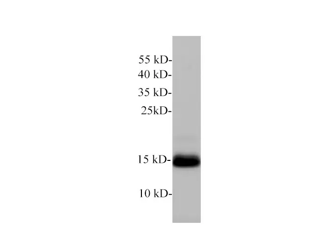 Lutropin subunit beta/LHB Polyclonal Antibody - image 1