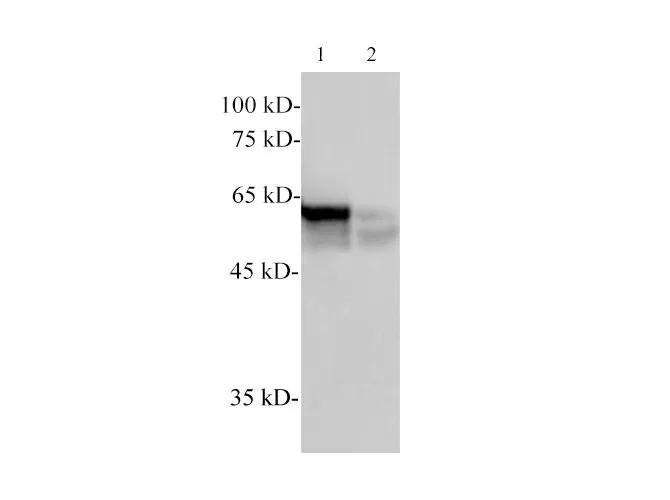 alpha Tubulin Monoclonal Antibody - image 1