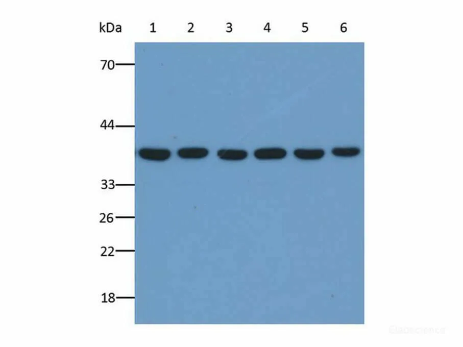 GAPDH Monoclonal Antibody - image 1
