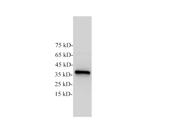 GAPDH Monoclonal Antibody - image 1