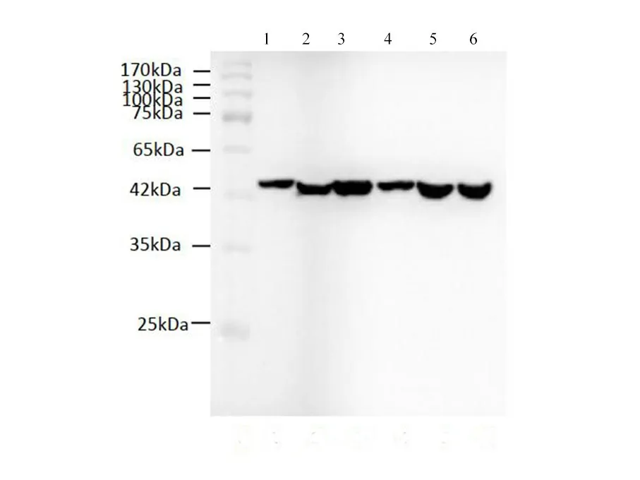 beta actin Monoclonal Antibody - image 1