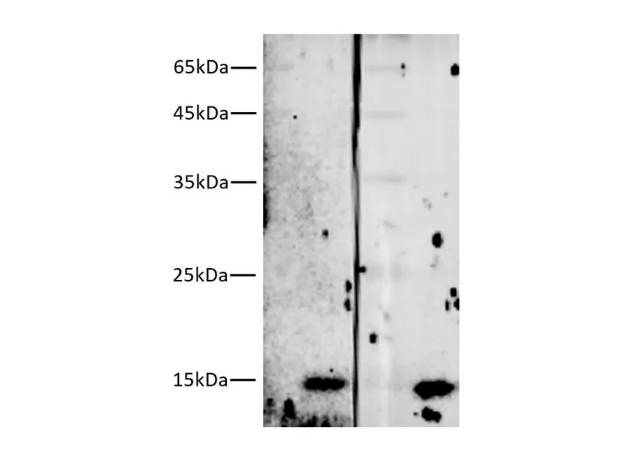 Streptavidin Monoclonal Antibody - image 1