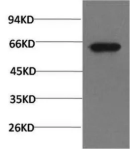 Phospho-AKT1 (Ser473) Monoclonal Antibody - image 1