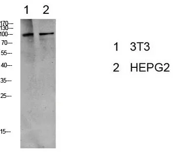 Phospho-EEF2 (Thr56) Polyclonal Antibody - image 1