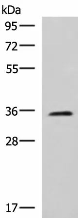 JAM3 Polyclonal Antibody - image 1
