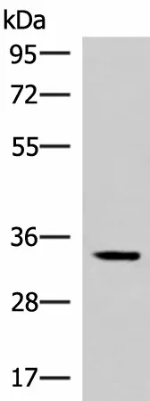 FOSL2 Polyclonal Antibody - image 1