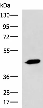 ASB10 Polyclonal Antibody - image 1