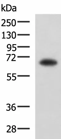 SHC3 Polyclonal Antibody - image 1