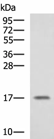 SRP14 Polyclonal Antibody - image 1